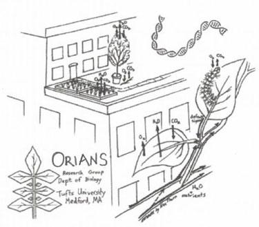 Illustration of the Orians lab