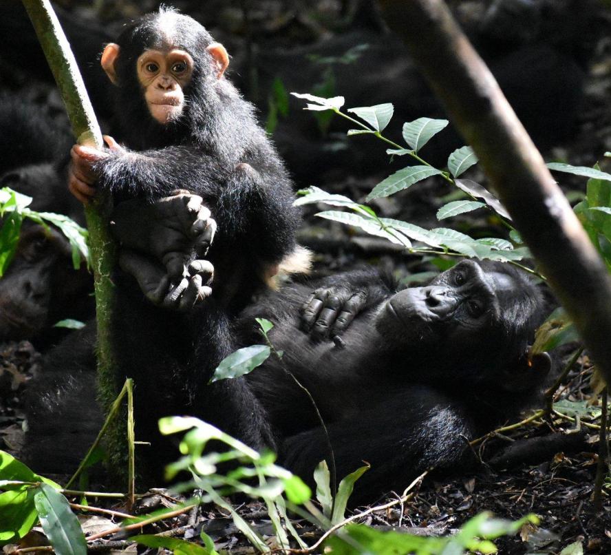 Kanywara chimpanzees Ginger climbs her mother Gola’s feet