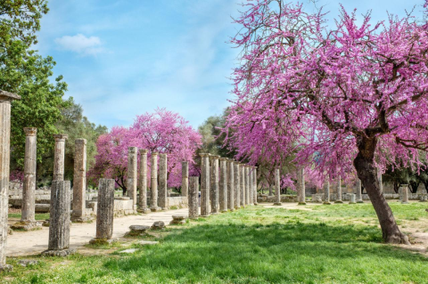 Purple flowering trees in a garden with Greek columns. Ancient Greek myths use the stories of spring flowers, summer and fall fruit, and winter’s decline to give comfort in understanding our lives, says classicist