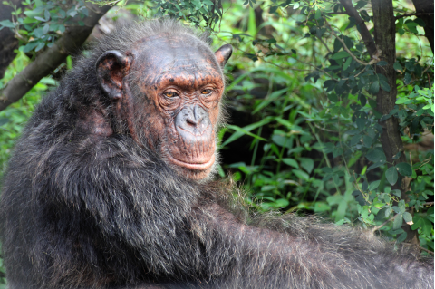 Older male chimpanzee in the forest