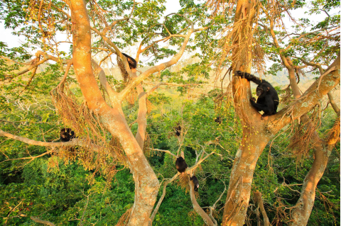 Chimpanzees in the high tree canopy in a forest. A study of wild chimpanzee hunting vocalizations suggests they use them to coordinate their hunts, like humans use communication as part of a cooperative efforts