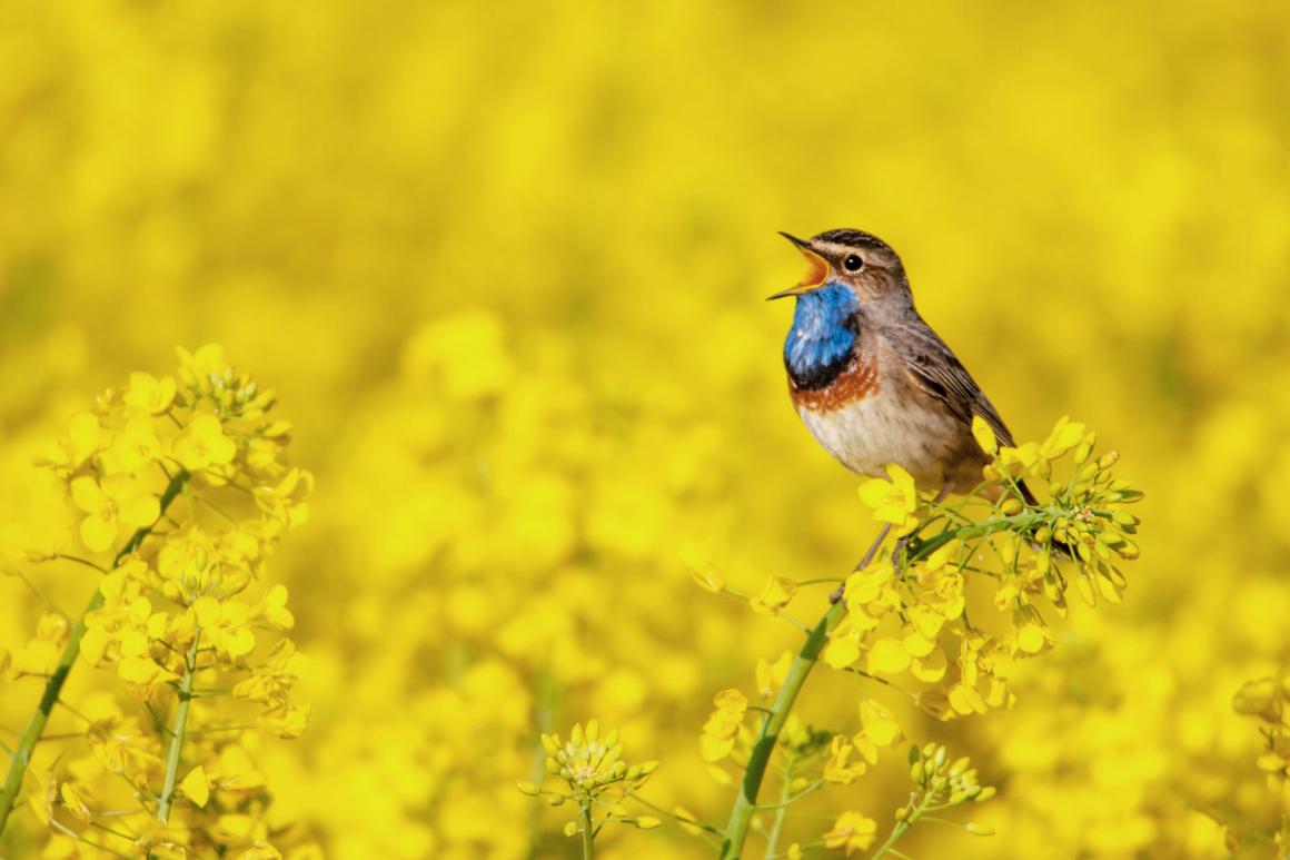 blue throat songbird