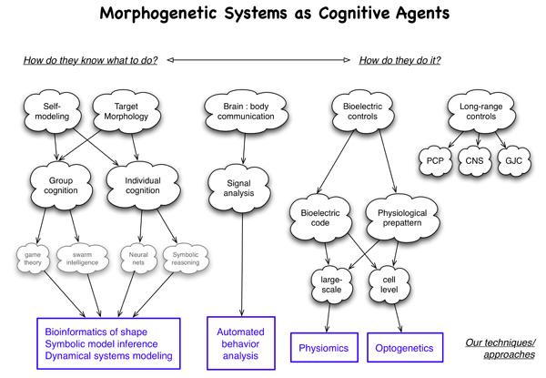 Morphogenetic Systems as Cognitive Agents