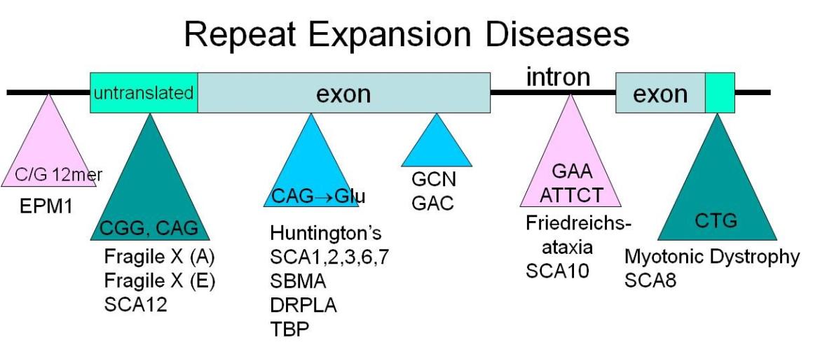Research diagram showing repeat expansion