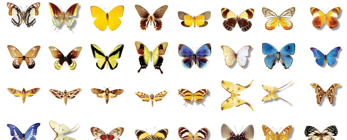Many illustrations of butterflies