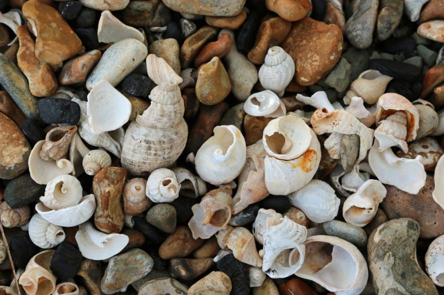 seashells