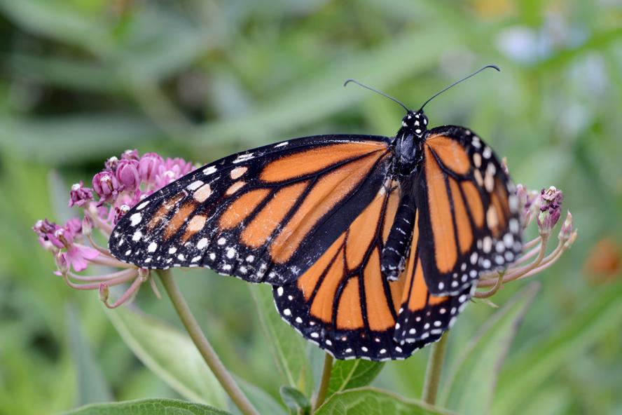endangered species monarch butterfly