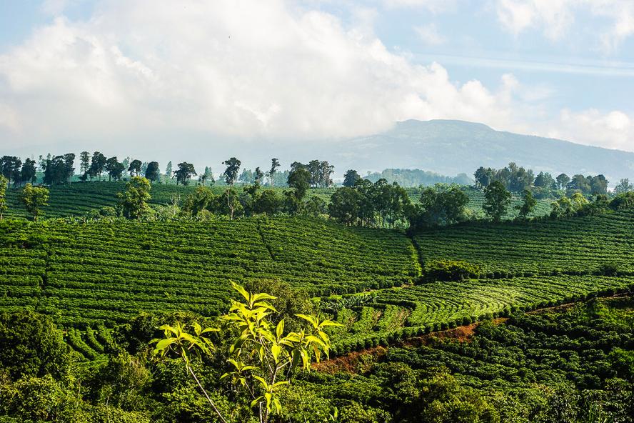 Coffee plantation in Costa Rica
