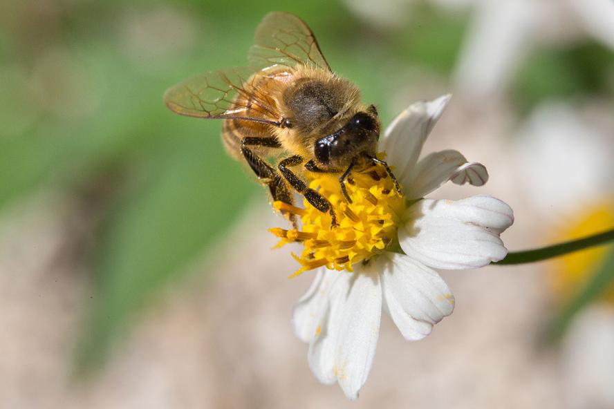 honeybee on wildflower