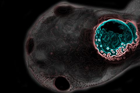 Research image for Tufts Center for Regenerative and Developmental Biology