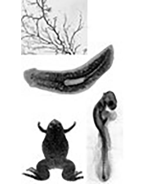 Frogs, Planaria, Chicks, and Slime Molds model systems