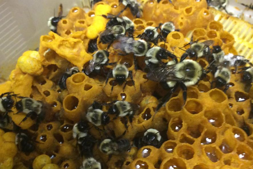Crone Lab: Colony of bumble bees