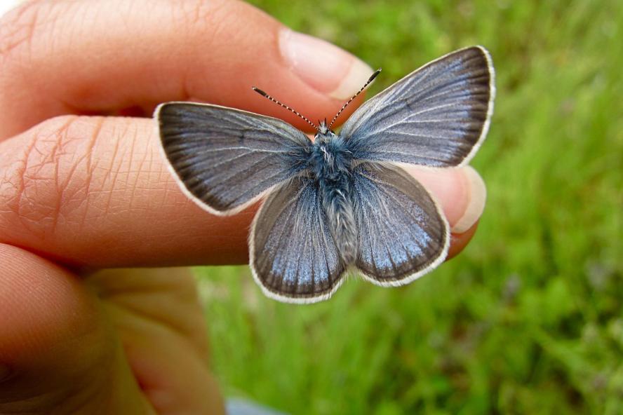 Crone Lab: Close-up image of hand holding butterfly