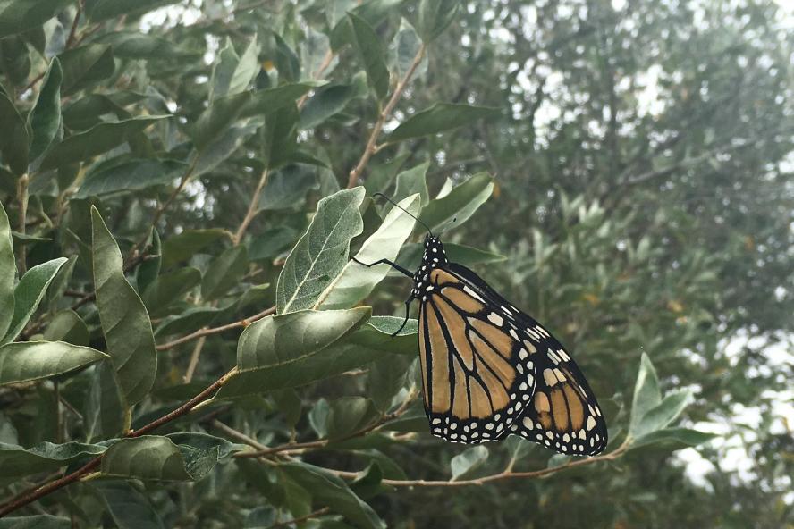 Crone Lab: Monarch butterfly