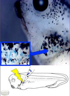 Regeneration graphic from McLaughlin lab