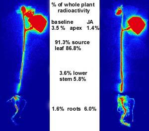 Research showing plant defense