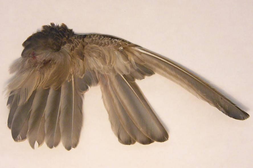 Molting Feather