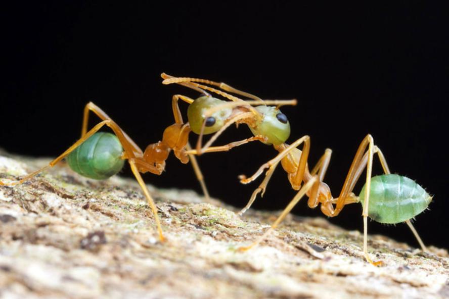 Ants fighting