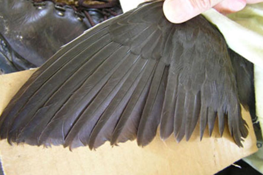 Bird wing - molt completed