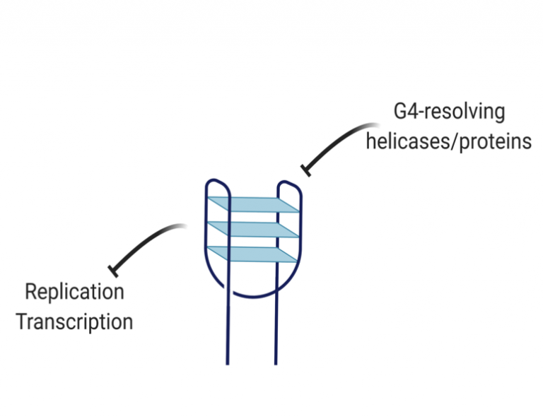 Mitochondria resolve G-quadruplexes in mtDNA