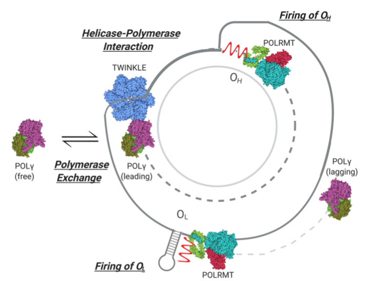 Polymerase exchange during replication