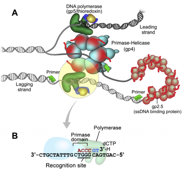T7 DNA replication