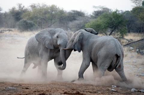 elephants fighting in the wild
