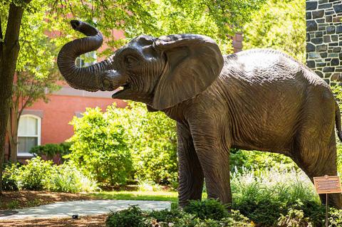 Jumbo elephant on Tufts Medford campus