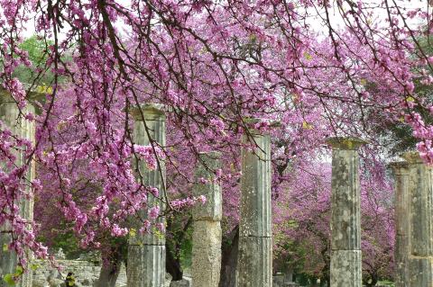 Doric Columns Amongst Beautiful Pink Flowers