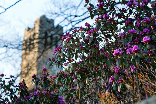 Rhododendron on the campus of Tufts University