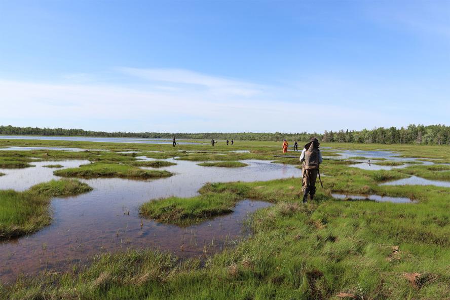 Researchers standing near grassy wetlands
