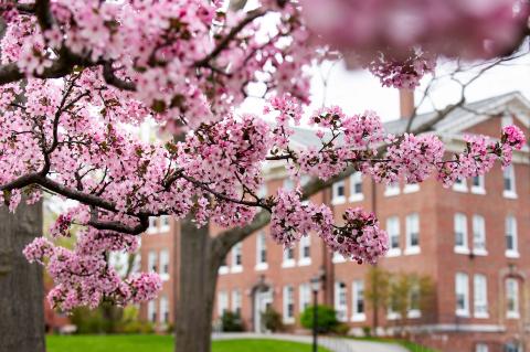 Pink flowers against East Hall