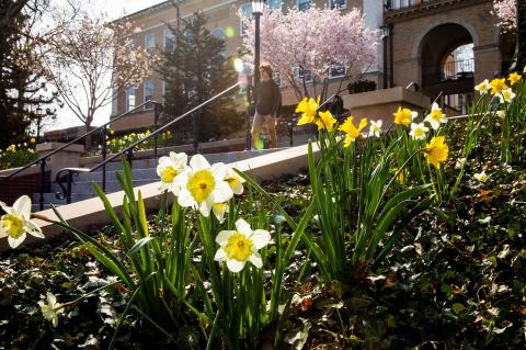 Flowers along Memorial steps
