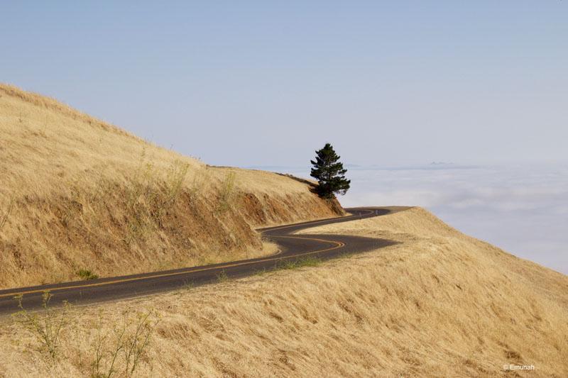Lone tree on a golden hill, split by a winding road, on Mount Tamalpais, California
