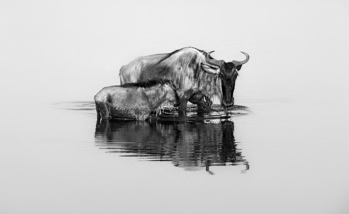 Photo of two wildebeests wading in water in Tanzania