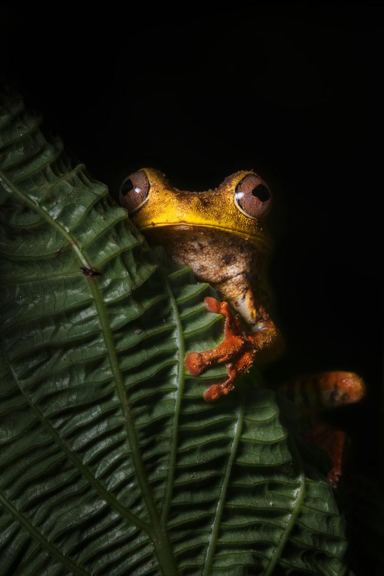 A Map Frog peaking out from a branch