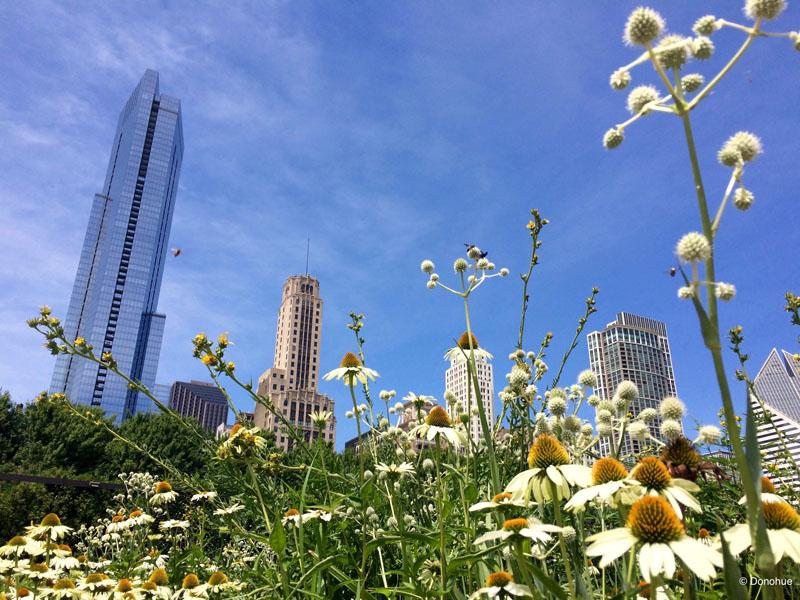Wildflowers with Chicago skyline in background