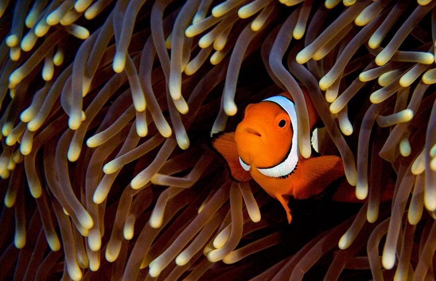 Clown Fish swimming amid anemone