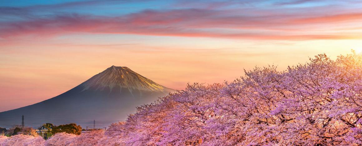 cherry blossoms and Mount Fuji