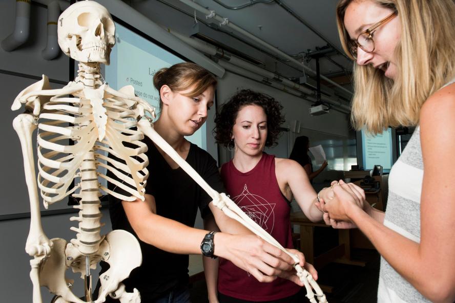 Students working with a skeleton