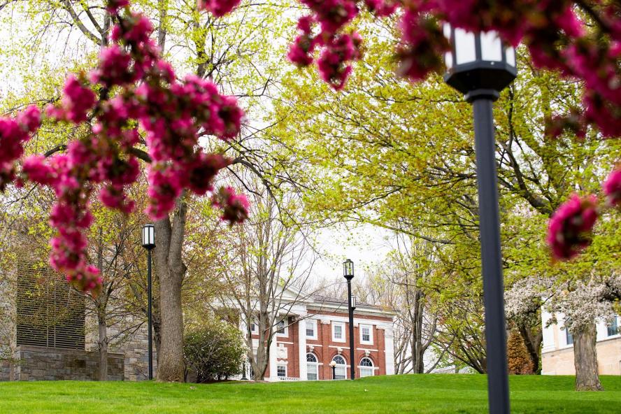 Pink flowers displayed on Tufts campus