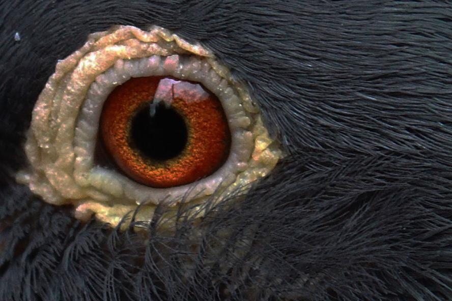 A close up image of a bird's eye