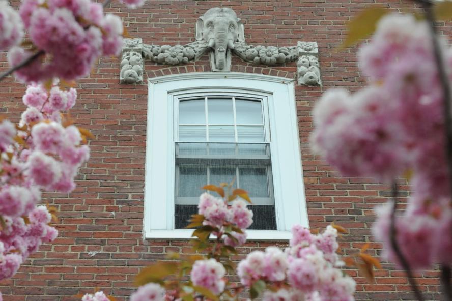 Tufts building with elephant design and pink flowers