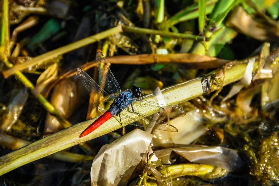 red dragonfly in the Amazon Rainforest