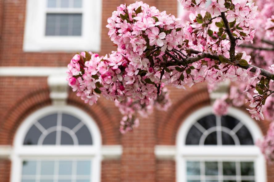 Flowers in the forefront of Eaton Hall