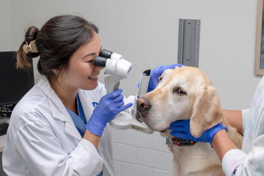 Student examining a dog in a hospital setting