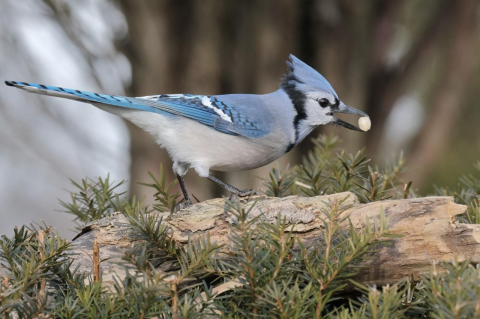 A bluejay on a tree branch with a seed in its beak. Why birds don’t migrate away from chilly weather is more about food than temperature, says a Tufts professor of biology