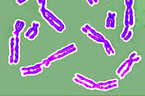 Close-up of broken chromosomes. Tufts researchers uncover how the success of natural DNA repair depends on surrounding sequences