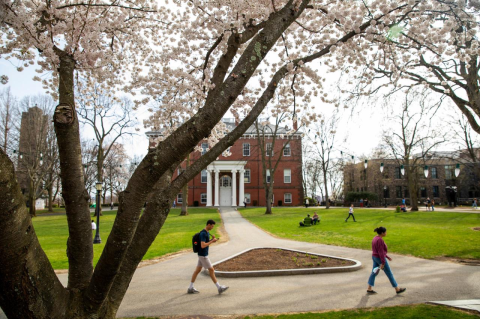 Students walk on the Tufts campus with a cherry tree in bloom in the foreground. More than 34,400 apply to the undergraduate Class of 2028, setting new record for applications to the School of Engineering