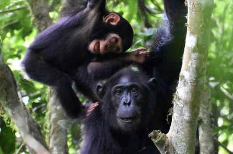 A mother chimpanzee plays with a young chimp in a forest. A new study suggests that persistence of young chimps playing with their mothers, even in times of food scarcity, is crucial for their development